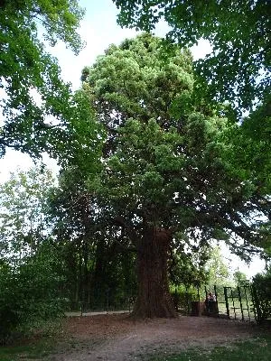Metasequoia du Château de la marquise à Oissel