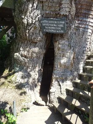 Chêne d'Allouville-Bellefosse