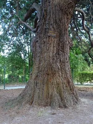 Metasequoia du Château de la marquise à Oissel