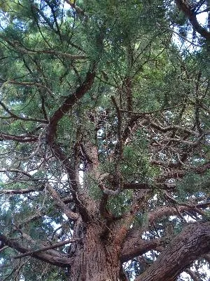 Metasequoia du Château de la marquise à Oissel