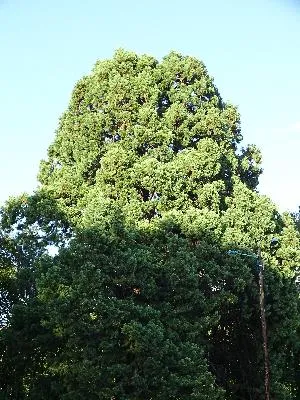 Metasequoia du Château de la marquise à Oissel