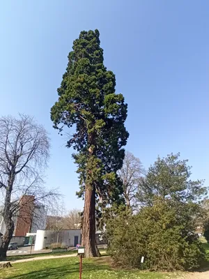 Métasequoia d'Elbeuf-sur-Seine