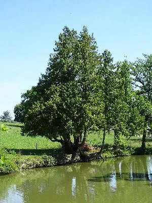 Parc du Château de Brémontier-Merval