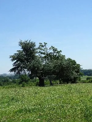 Parc du Château de Brémontier-Merval