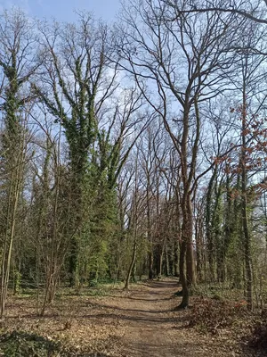 Bois des Anémones à Saint-Étienne-du-Rouvray