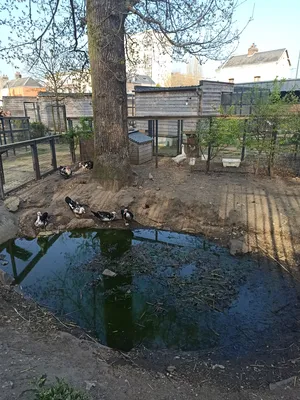 Jardin des oiseaux à Petit-Quevilly