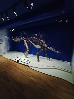 Muséum d'Histoire Naturelle du Havre
