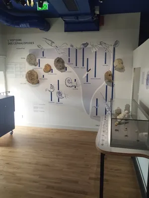 Muséum d'Histoire Naturelle du Havre
