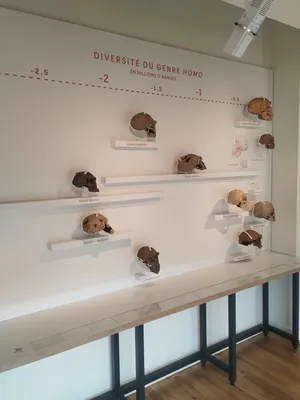 Muséum d'Histoire Naturelle du Havre