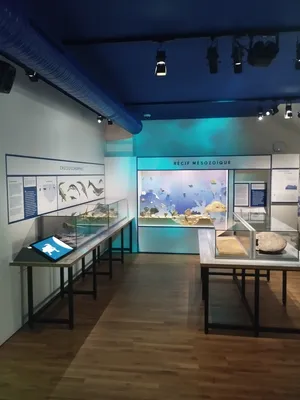 Muséum d'Histoire Naturelle du Havre