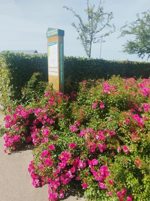 Randonnées en Seine-Maritime : N°11 Le Vert Buisson à Rocquefort