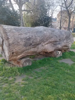 Gravure Fœtus et cordon ombilical à Rouen