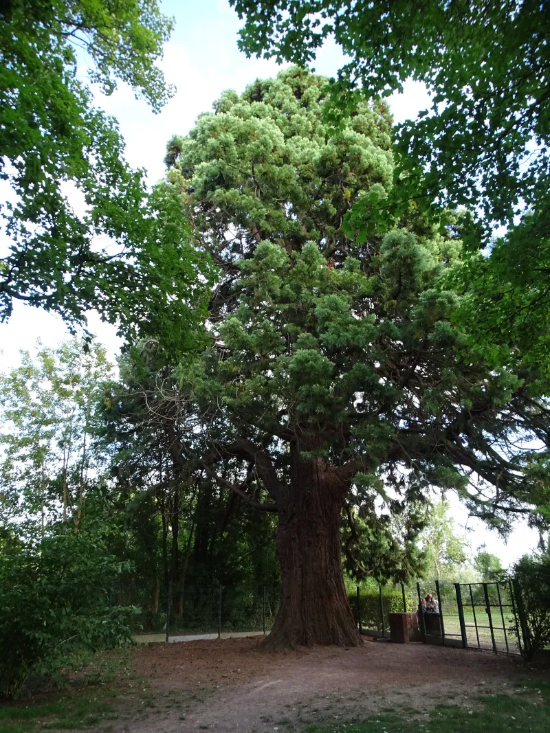 Metasequoia du Château de la marquise à Oissel