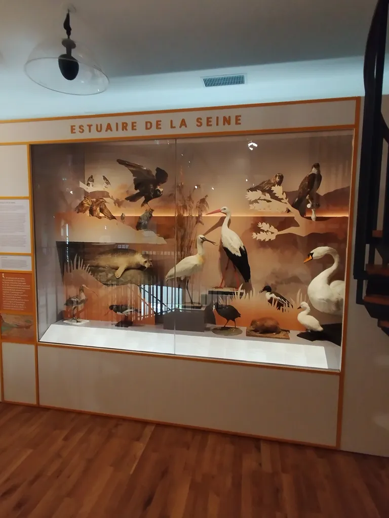 Muséum d'Histoire Naturelle du Havre