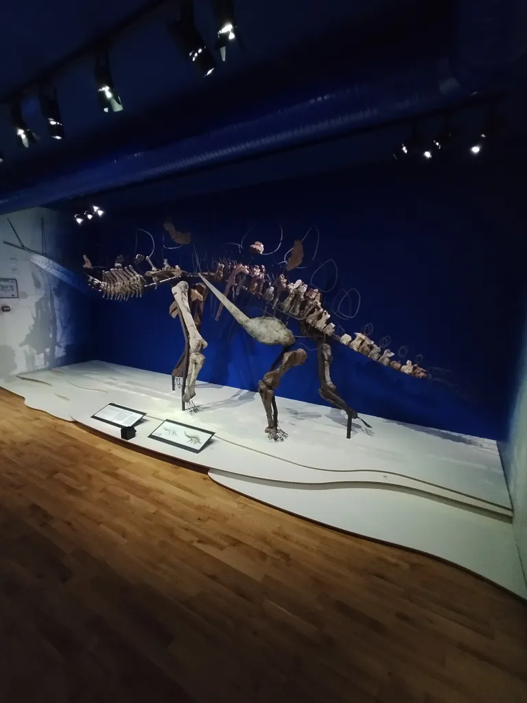 Muséum d'Histoire Naturelle du Havre