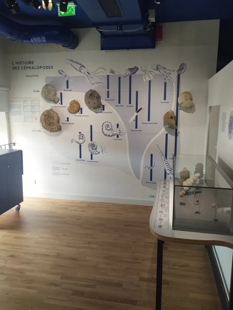Muséum d'Histoire Naturelle du Havre