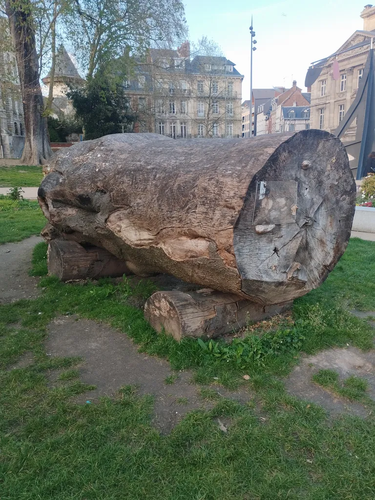 Gravure Fœtus et cordon ombilical à Rouen